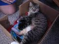 Leep Day Kittens