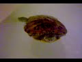 Turtlebaby swimming in tub Turtlebaby swimming in tub