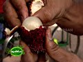 Rambuttan cultivation at Trivandrum