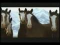 videos de Streaker - Funny Budweiser Ad