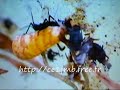 Les pucerons s'agitent dans l'élevage de coccinelles