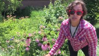 Candid coneflower