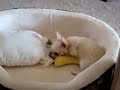 Long Haired Chihuahua playing fetch