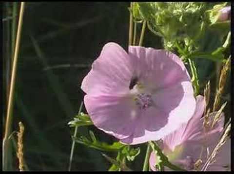 Stock Footage Sampler - Plants & Flowers