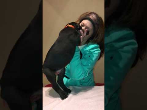 ORANGE COLLAR MALE GD PUPPY