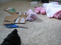 TINY TEACUP MORKIES! - www.yorkiecuties.com (video #9)