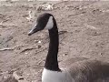 Canada Geese Taking Off