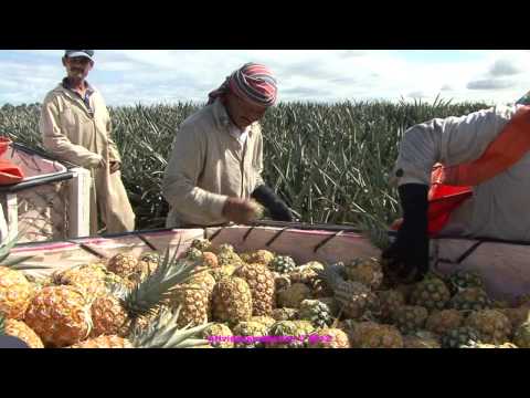 how to harvest pineapple