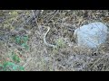Snakes Mating Video 1 of 2