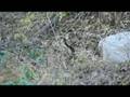 Snakes Mating Video 1 of 2