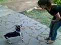 Saudade de Pitty Totoetão