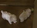 tenis�k 2.MP4