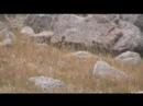 Greenland-Fox Greenland-Fox
