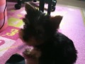The cute yorkshire terrier puppy