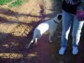 Hoed de driepotige hond bij Refugio dos Burros