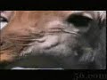 ASLAN VE ZURAFA ()