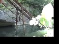 Pudgy The Beaver Highlights