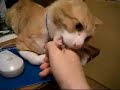 cat bites me cat bites me