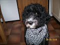 Portugisisk vattenhund,Zigge