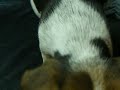 Pretty Sadie.AVI