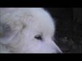 JVC Everio GZ-MG330 test