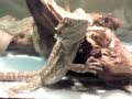 Reptile Update #1