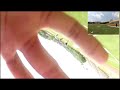 GoPro dans un ballon de foot