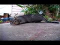 A Trancedental Cat Nip Experience
