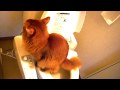 Click here to watch this video トイレタイム