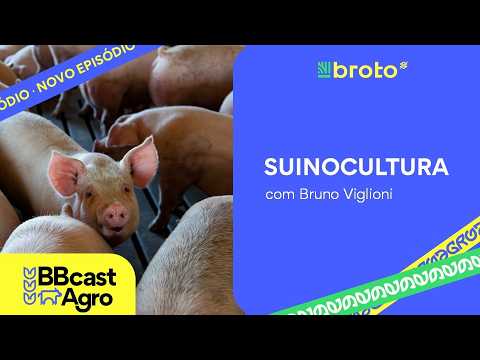 Suinocultura: oferta elevada pressiona preços mesmo com exportações em alta | BBCast Agro 20/08/2026