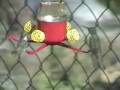 videos de Hummingbird fun and more