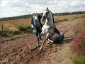 Lusitano stallion: Ordeiro