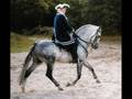 Lusitano stallion: Ordeiro