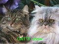 GATTI  show.wmv