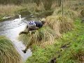 Bog Jumping