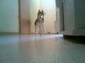 jecky mein husky, im jugend alter =)