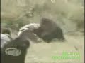 Wild Chimp Attacks and Beats Up Keeper