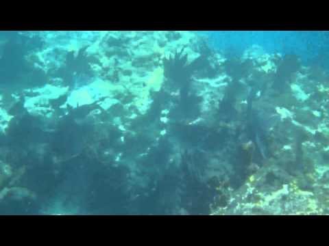 shark video Keys snorkel