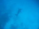 Hammerhead