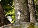 楽しそうな野鳥の沐浴風景