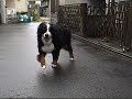 関節炎