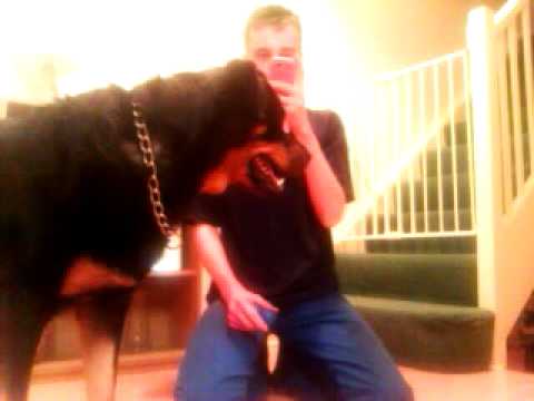 rottwiler