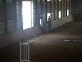Maddy Cantering Again