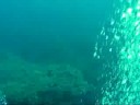 Asinara Puna Corvi Sardegna