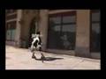 Vacas-Locas