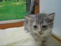 短足の足が特徴のマンチカンちゃんです!