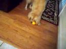 Dumb Blonde Dog Series- Episode 1, Part 1- Hooch and the Ora
