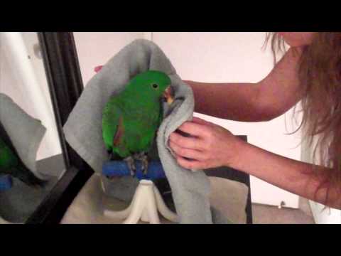 how to train eclectus
