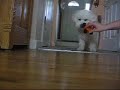 Pheebs Plays With Car