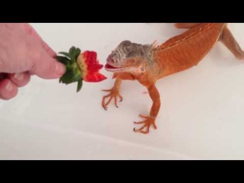 how to treat iguana bite